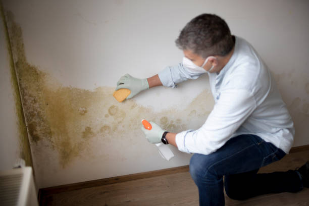 Best Attic Mold Removal  in Lowell, OR